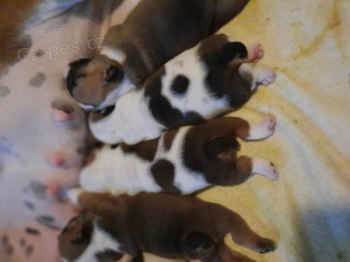 Anglick� buldoky pro rehoming