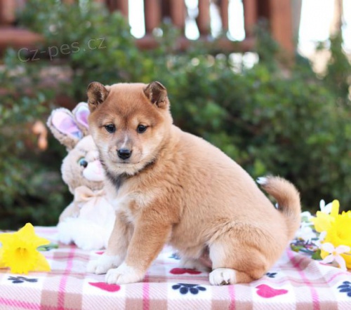 tata Shiba Inu k adopci 