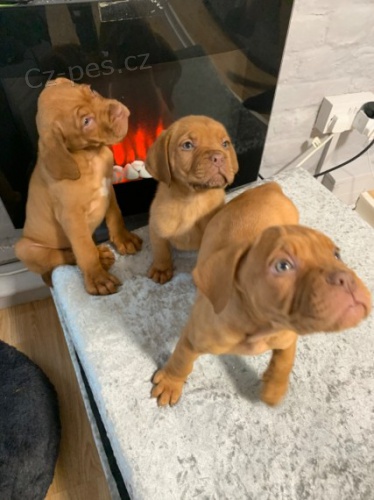 Zdrav tata Dogue de Bordeaux na prodej