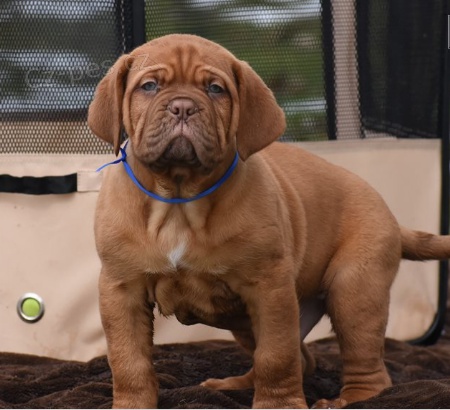 tata Dogue De Bordeaux k dispozici