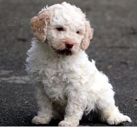 Rozkon tata Lagotto Romagnolo