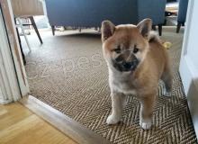 krsn tata shiba inu