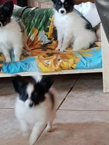 mini papillon tata k adopci