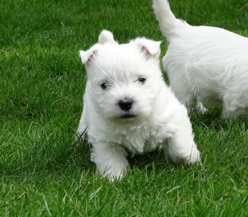 West Highland Terrier mini tata ochotn mt nov domovy