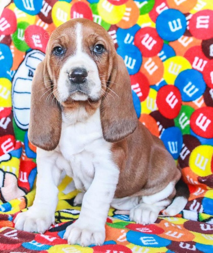 ttka Basset Hound