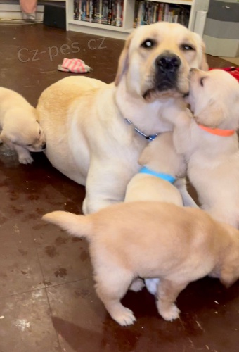 Labradorsk� retr�vr �tenatk� s pp