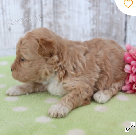 krsn maltipoo tn k adopci