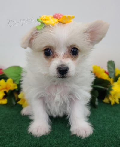 Krsn tata Yorkiepoo k adopci