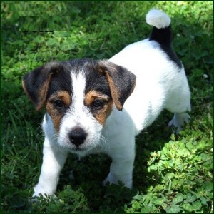 Krsn ttka Jack Russell terira na prodej