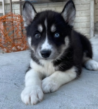 ikrsn siberain husky k adopci