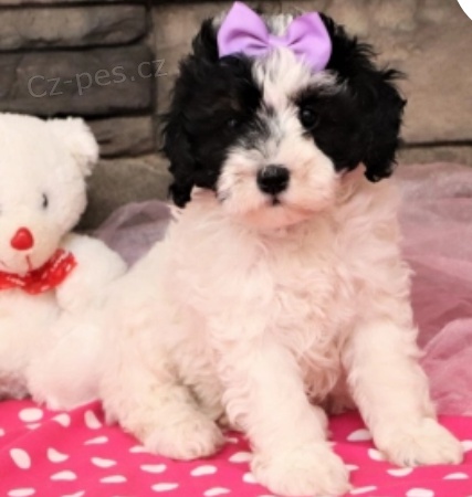 krsn ttka bernedoodle k adopci