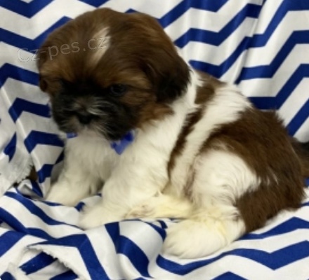 krsn tata shih tzu k adopci