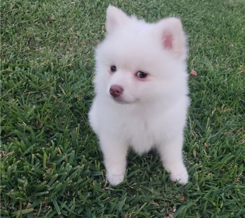 Vz�cn� �picl �t��ata pro kr�sn� domov.