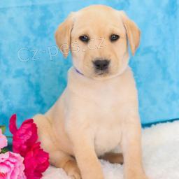Labrador�t� retr�v�i k adopci 