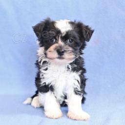 Tato kr�sn�, roztomil� a roztomil� �t���tka Havanese PES A �ENA jsou p�ipravena na nov� miluj�c� domov! 