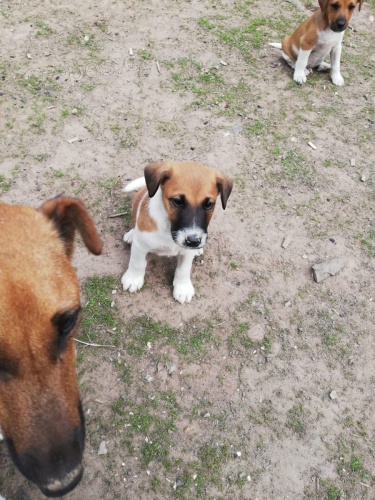 2 hrav tata Fox Terrier