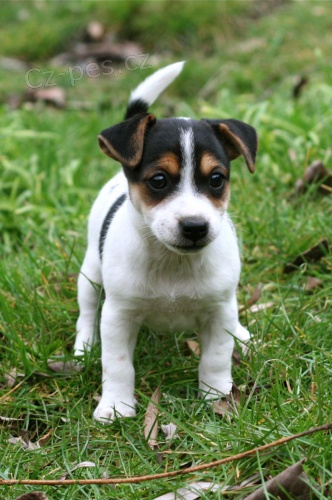Jack Russell �t��ata