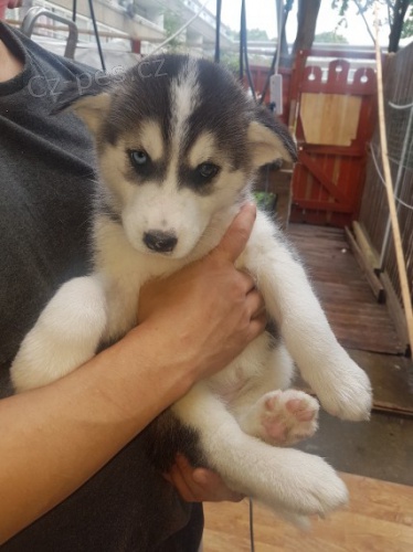 Rozkon sibisk husky s krsnmi modrmi oima.