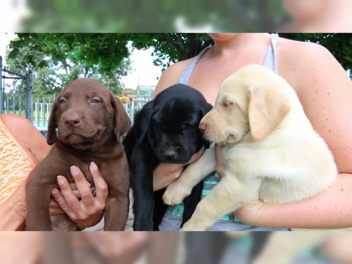 Labradorsk� retr�vr