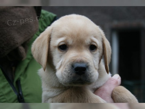 labradorsk� �t��ata b�l� a �ern�