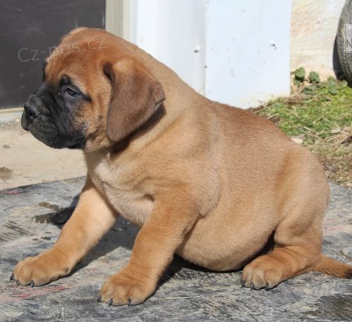 Zdrav ttka Bullmastiff k dispozici