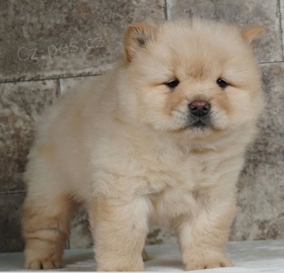 Registrovan tata Chow Chow pro nov domov