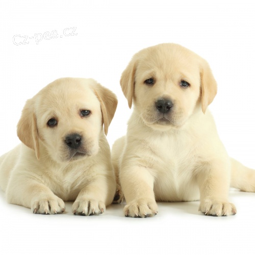 ��lek Yorkie �t��ata