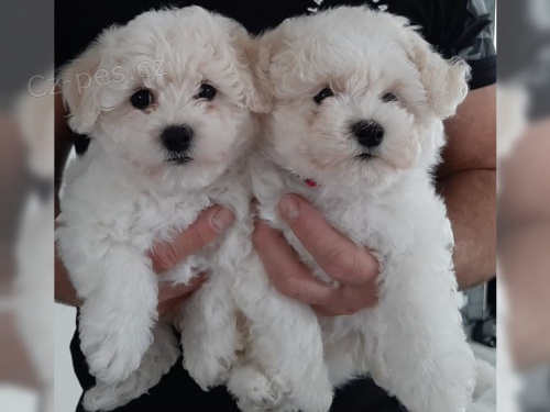 tata Bichon