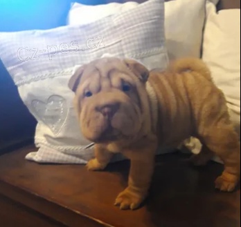 roztomil ttka Shar-Pei k dispozici