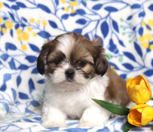 Mal ttka Shih Tzu pro nov domov