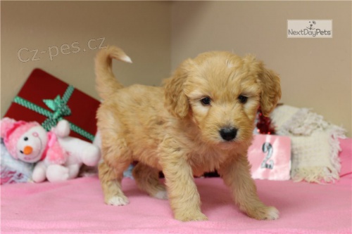 krsn tn goldendoodle k adopci