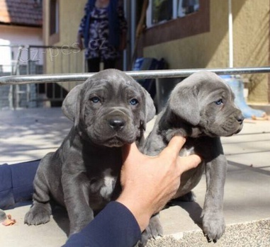 Roztomil tata Italsk cane corso k adopci