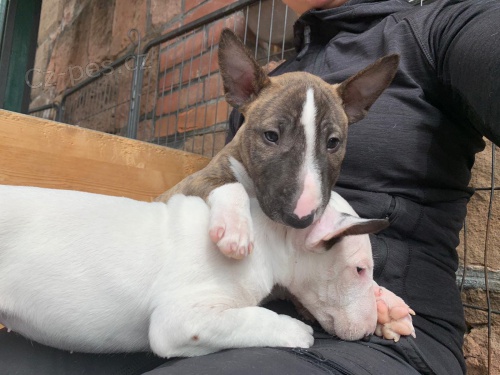 2 Miniaturn� �t��ata BullTerrier pro nov� domovy