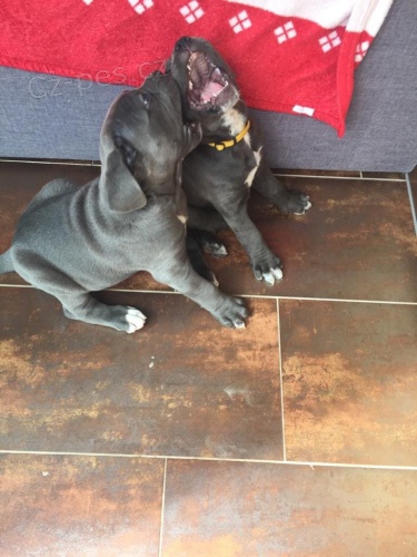 k dispozici tata cane corso italiano