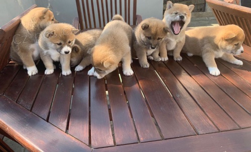 Sladk tata Shiba Inu do novch domov