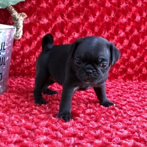 tata ernho mopslka k adopci.