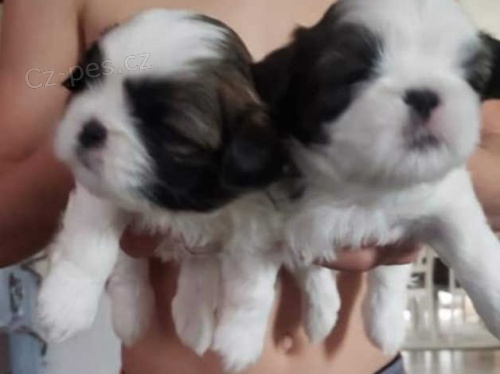 Rozkon tata shih tzu