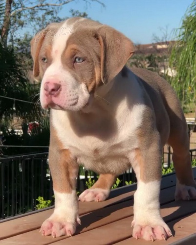 Kr�sn� �t���tka Pitbull samce a samice k adopci