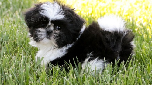 tata Shih Tzu ern a bl