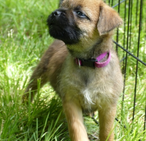 tata Border Terrier k dispozici