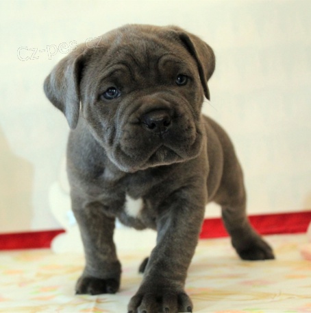 Italsk tata cane corso jsou pipravena na nov rodiny.