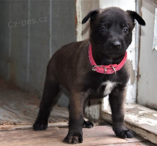 Belgick malinois