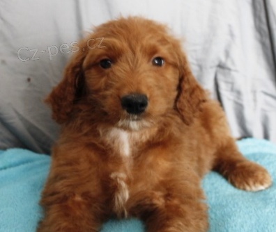 krsn ttka Goldendoodle k adopci