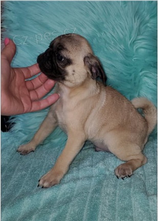 Mops tata jsou pipravena k adopci a novm rodinm.