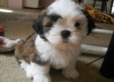 krsn ttka shih tzu