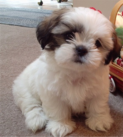 Prodm tata Shih Tzu.