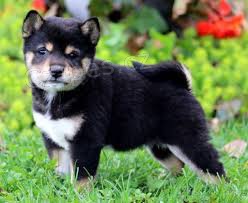  tata Shiba Inu k adopci.