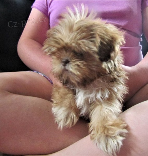 Krsn ttka shih tzu