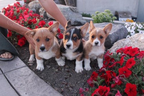Rozko�n� �t��ata welsh corgi Pembroke.