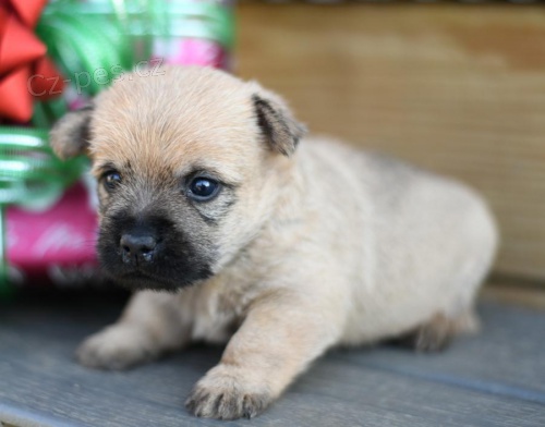 tata Cairn Terrier k dispozici